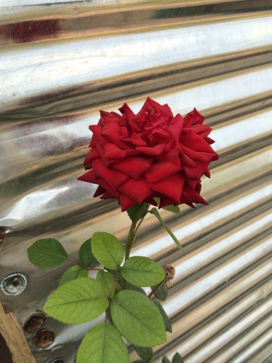 Seeing a rose growing for the first time serves as a reminder of the little things that make us happy.
