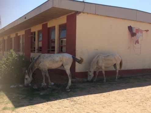 Horses grazing at one of the primary schools. I am still afraid to pet them, despite my growing desire.