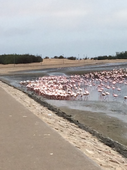 More flamingos, because I have never seen African flamingos. Or flamingoes in the wild in general.
