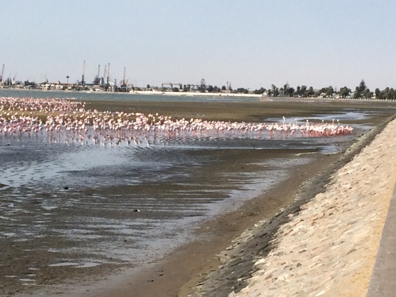 Thousands of flamingos near the bed and breakfast we stayed at in Walvis Bay. Such a wonderful weekend.